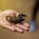 Яд скорпиона – неожиданное лекарство от ревматоидного артрита